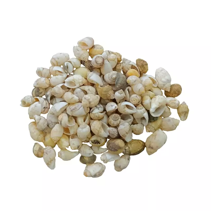 صدف ریز رنگ کرم(30گرم) مدل pkst04