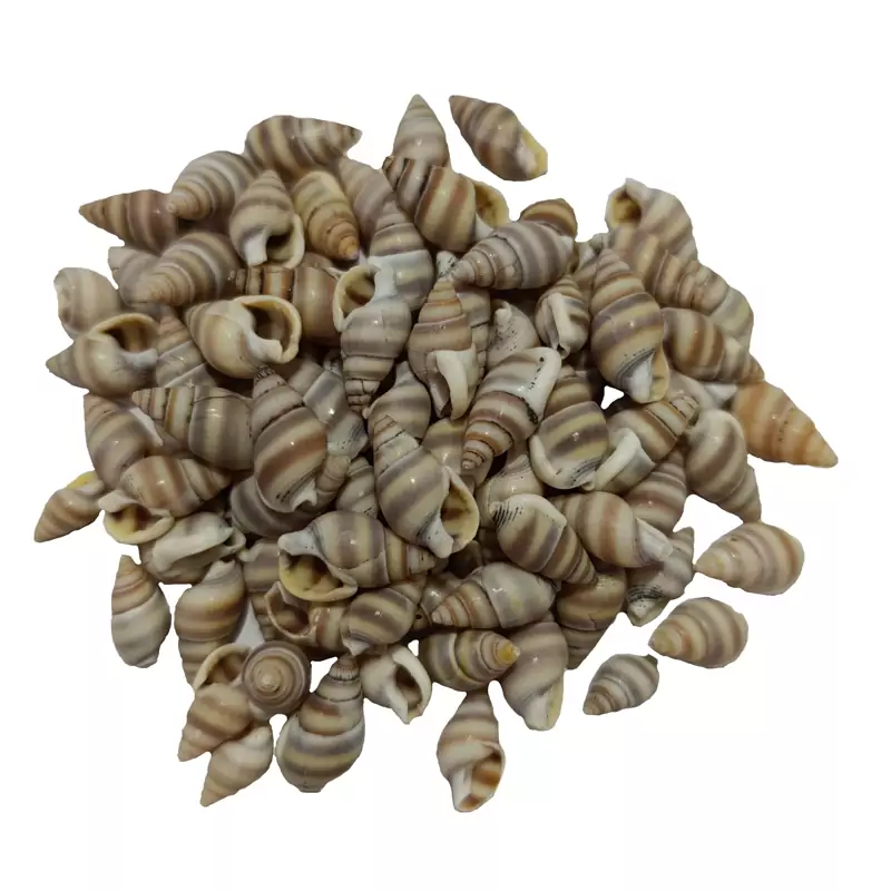 صدف ریز طوسی(30گرم) مدل pkstt06