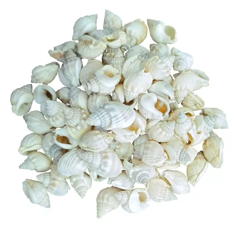 صدف ریز  (30گرم) رنگ کرم سفید مدل pkst01