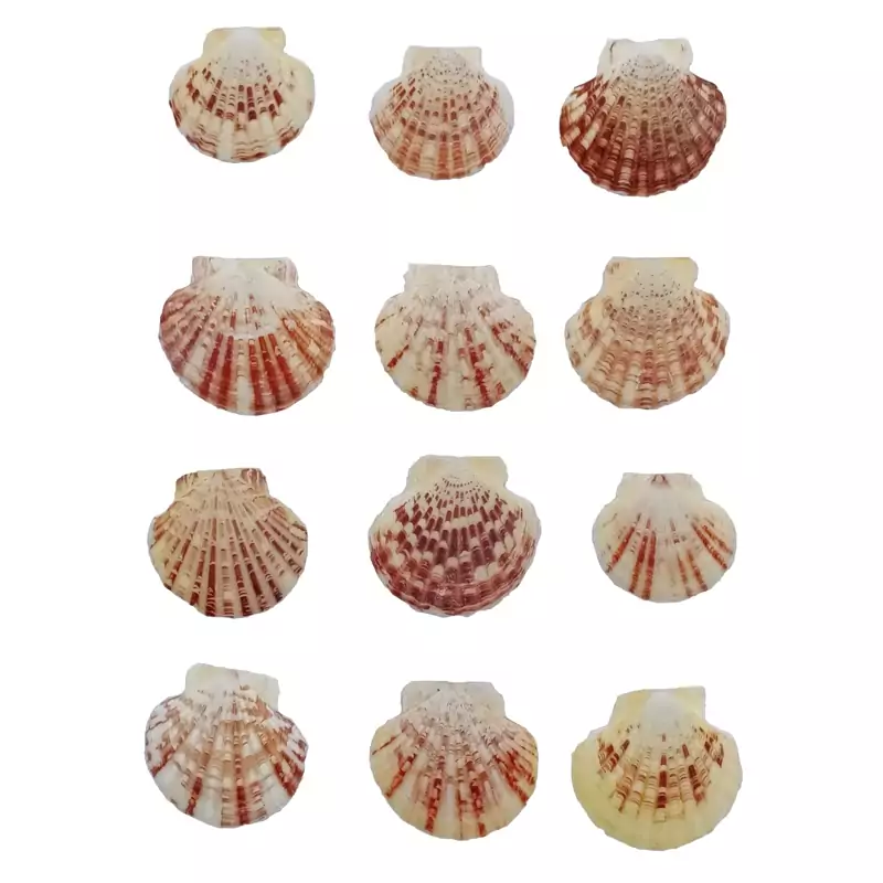 صدف تک کفه رنگی مدل برگی یاچیپسی ساده متوسط 12 عددی