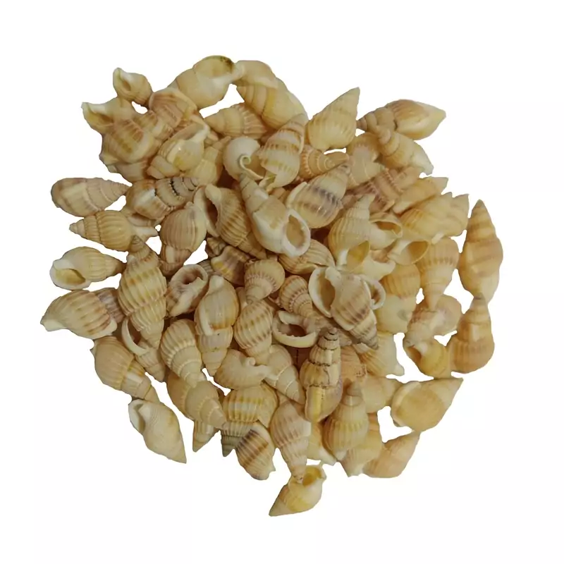 صدف ریز رنگ عسلی (30گرم) مدل pkst03