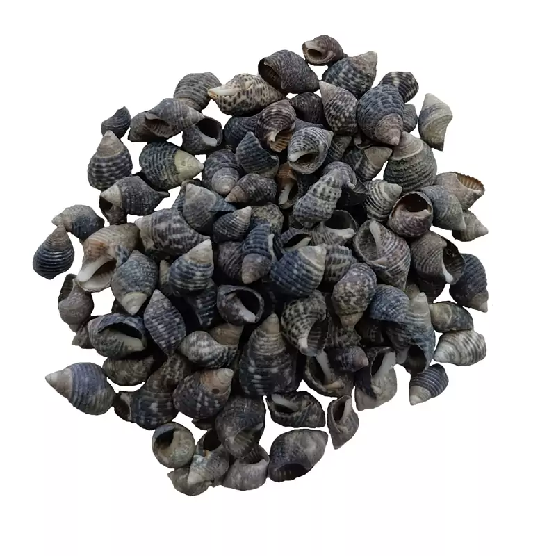 صدف ریز رنگ مشکی (30گرم)