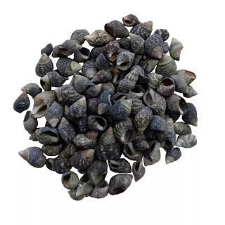 صدف ریز رنگ مشکی (30گرم)
