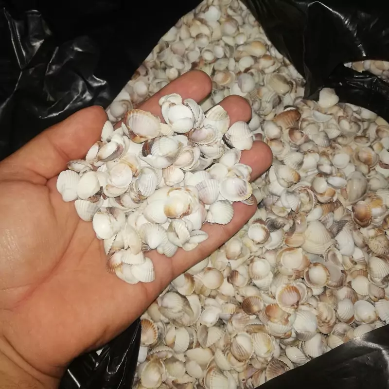 صدف معمولی یا دریای خزر(200گرم)