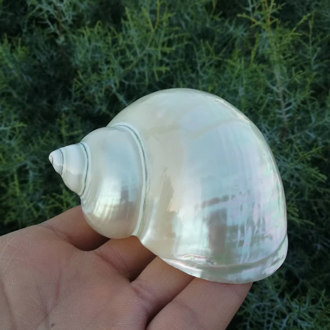 صدف حلزونی براق کلکسیونی