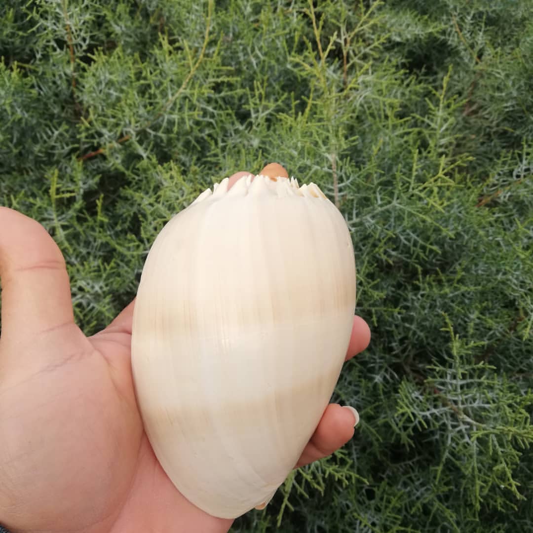 صدف انبه ای سایز 11 سانتی متر