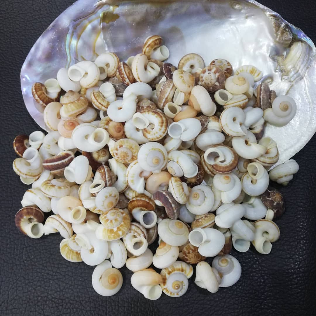 صدف حلزون درختی کوچک