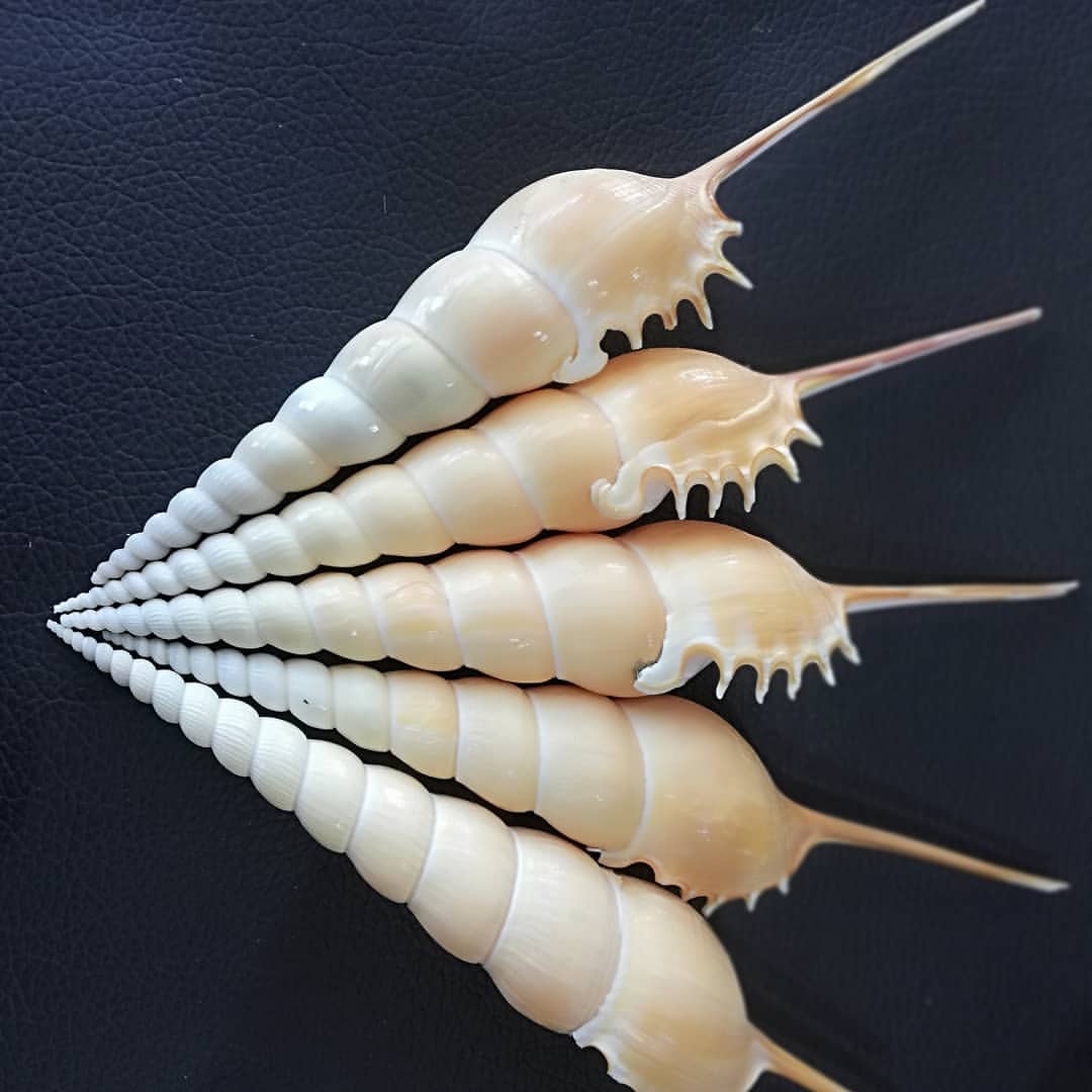 صدف مته ای دم بلند (Tibia Fusus) 1عدد