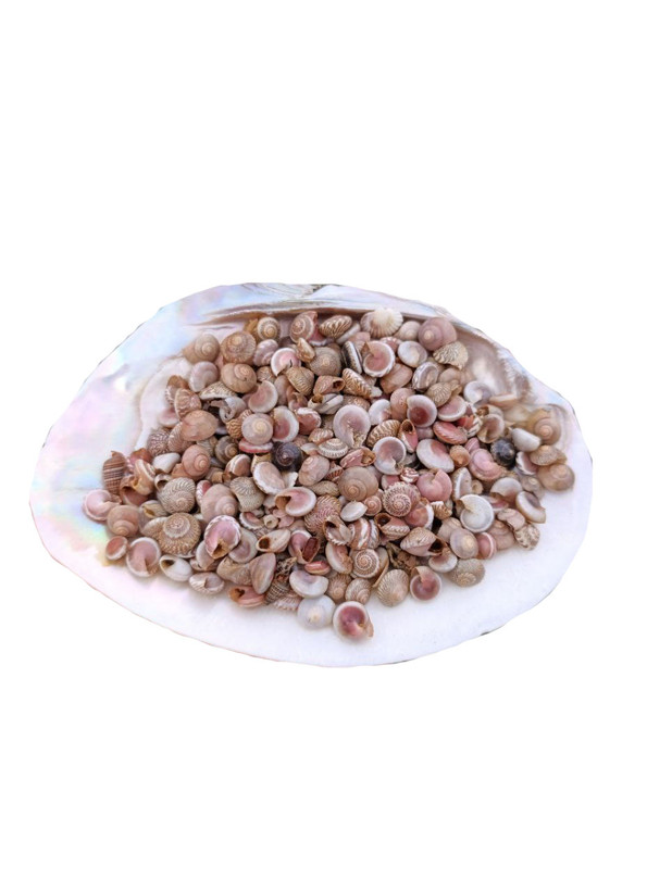 خرید صدف ریز