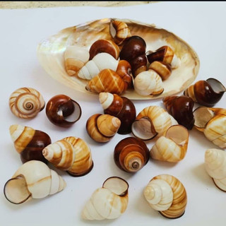 صدف حلزونی عسلی