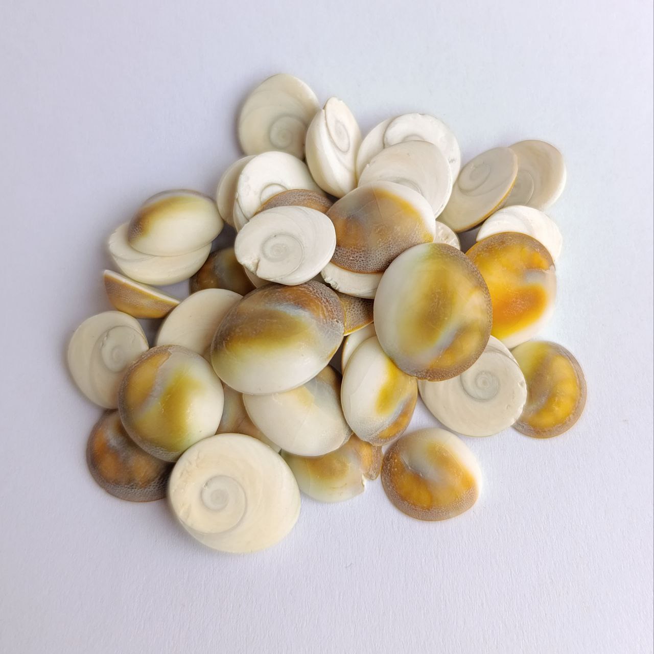 خرید صدف درپوش یا مهره مار