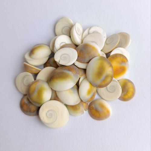 خرید صدف درپوش یا مهره مار