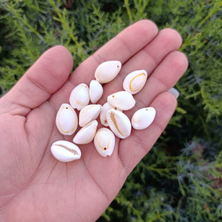 صدف سیپرا یا گور سوراخ شده (یک سوراخ)