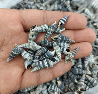 صدف ریز مته ای مشکی (30 گرم)