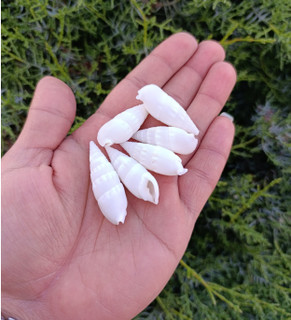 صدف مته ای سفید (3/5 الی 4/5) سانتی متر