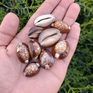 صدف سیپرا (لاکپستی) کوچک