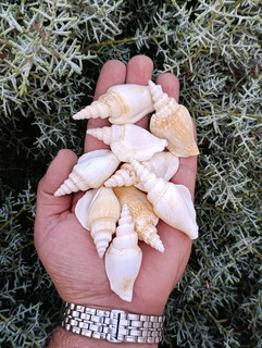 صدف دوکی درجه 2 (5 عددی)