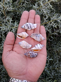 صدف تنه ای کوچک (10 عدد)