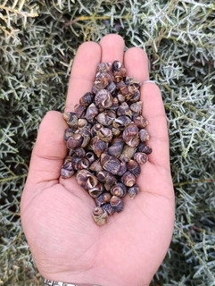 صدف ریز مشکی (30 گرم)