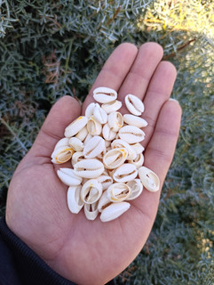 صدف سیپرا یا گور برش خورده